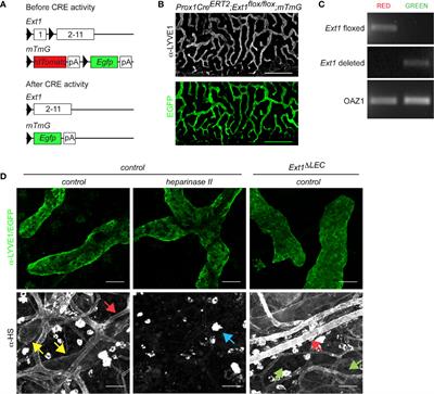 Shape and Function of Interstitial Chemokine CCL21 Gradients Are Independent of Heparan Sulfates Produced by Lymphatic Endothelium